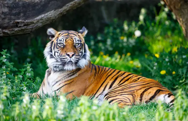 Photo of Tiger in Warsaw ZOO
