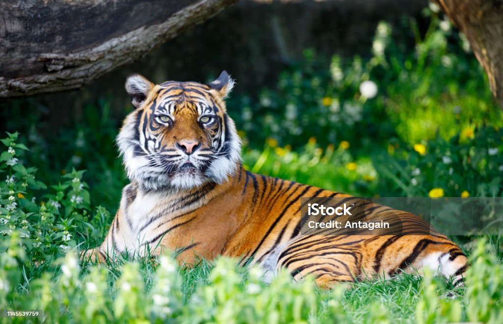 Tiger i Warszawa ZOO - Royaltyfri Djurpark Bildbanksbilder