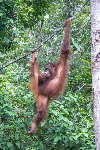 istock Malaysia: Orangutan at Semenggoh 1145541864
