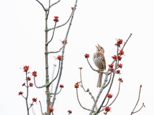 istock Song sparrow singing, Ottawa 1145542550