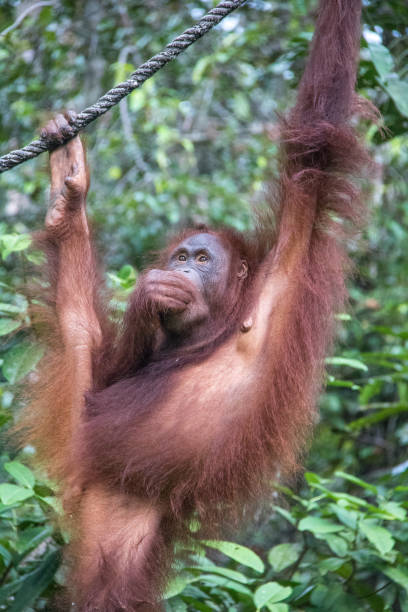istock Malaysia: Orangutan at Semenggoh 1145542777