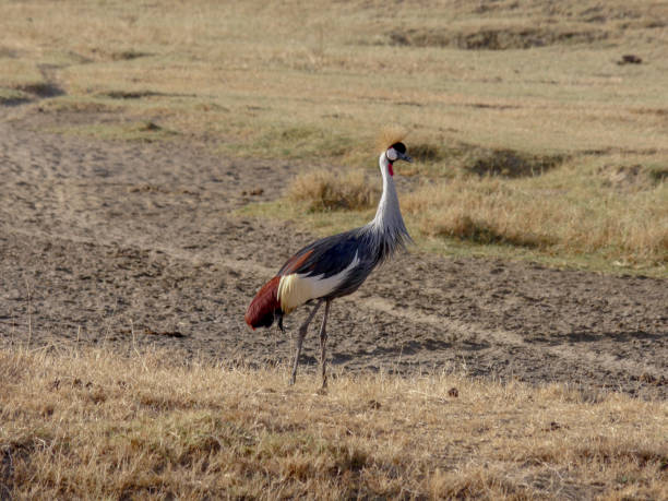 istock Grey Crowned Crane, african bird, endangered specie 1145543893