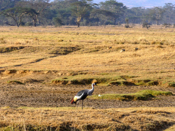 istock Grey Crowned Crane, african bird, endangered specie 1145543899