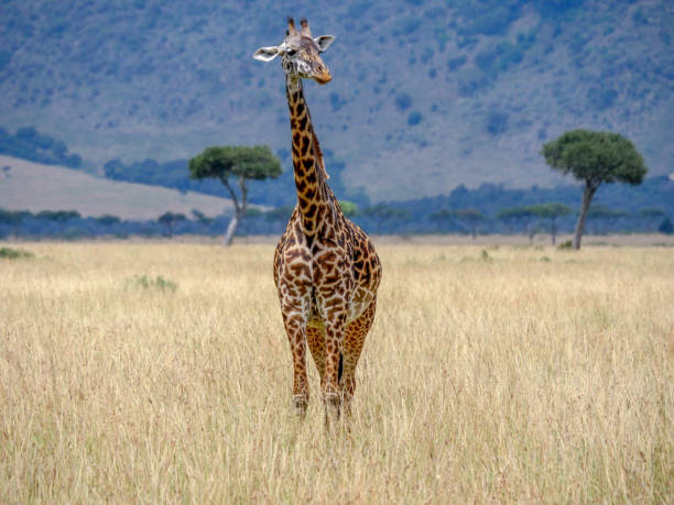 istock Giraffe in the savannah 1145543906