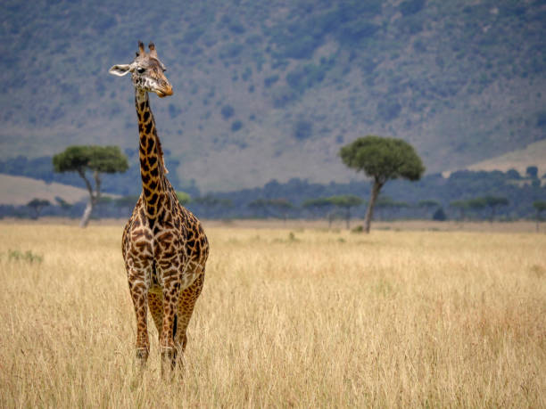istock Giraffe in the savannah 1145543918