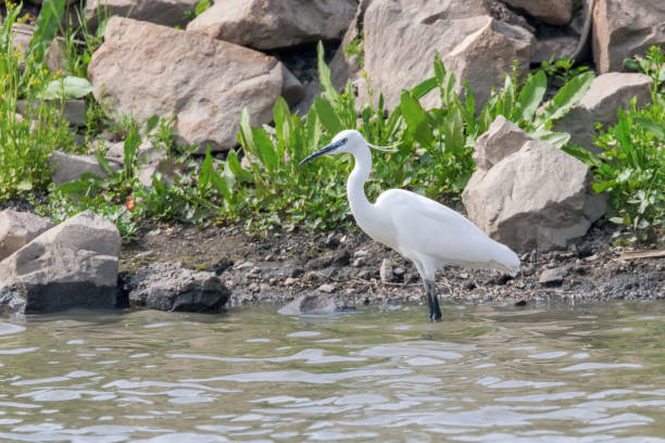 istock Little Egret Hunting (Egretta garzetta) White little Egret 1145543967
