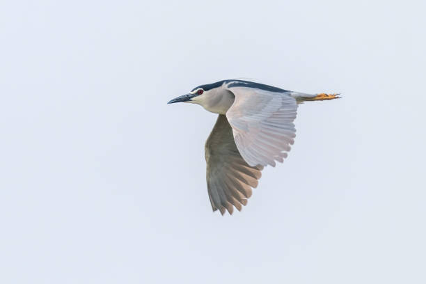 Black Crowned Night Heron in Fight Blue Sky (Nycticorax nycticorax) Black Crowned Night Heron in Fight Blue Sky (Nycticorax nycticorax) black crowned night heron nycticorax nycticorax stock pictures, royalty-free photos & images