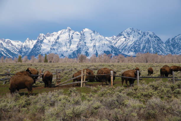 istock Bison herd moving into Grand Teton meadow for grazing 1145544600