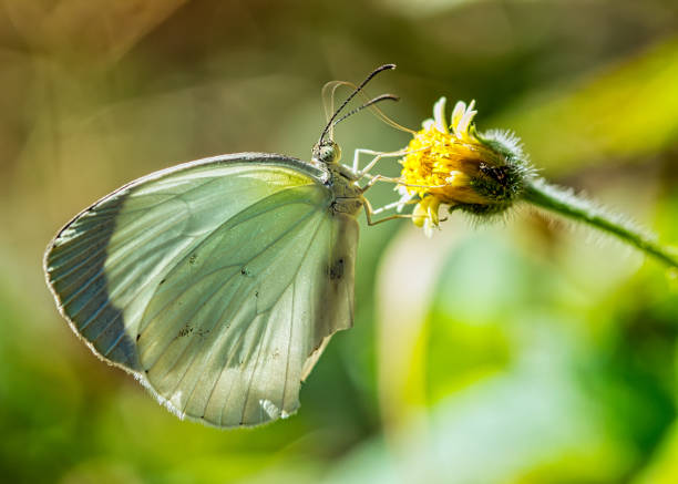 istock Butterfly Eurema albula - lepidoptera - on small yellow flower with blurred background macro phototography 1145545442