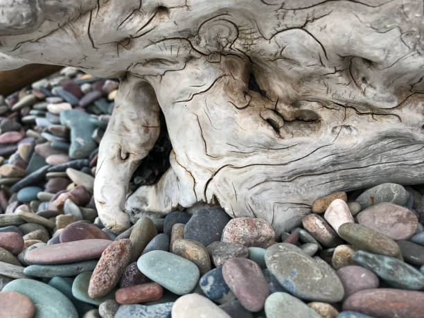 tronco de árbol en la playa de driftwood, parque nacional de los lagos waterton, alberta, canadá - driftwood fotografías e imágenes de stock