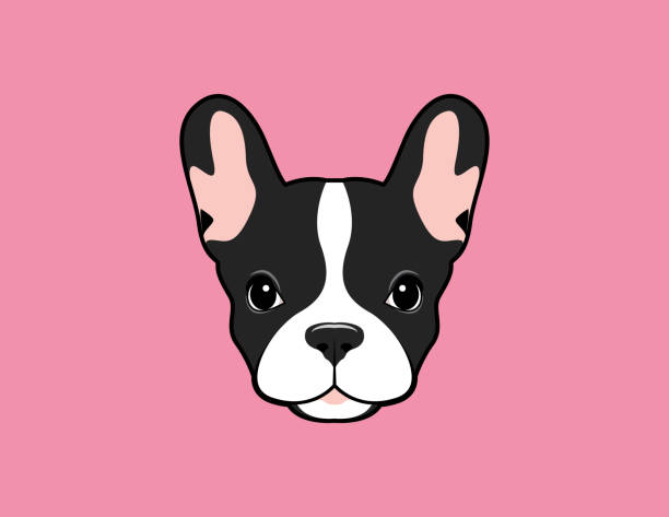 ilustrações de stock, clip art, desenhos animados e ícones de frenchie the bulldog logo symbol. - two tone