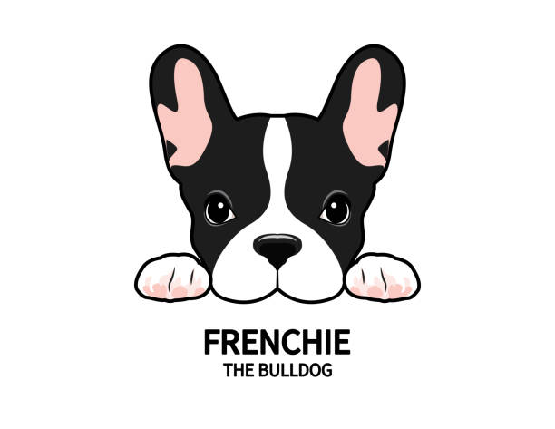 ilustrações de stock, clip art, desenhos animados e ícones de frenchie the bulldog logo symbol. - two tone