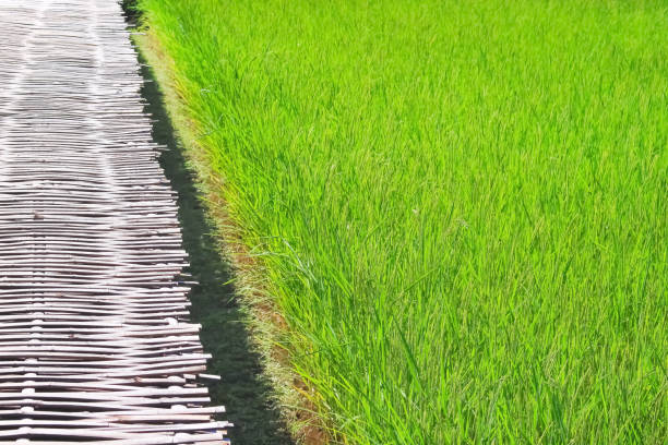 istock Big rice field and bamboo walkway 1145553684