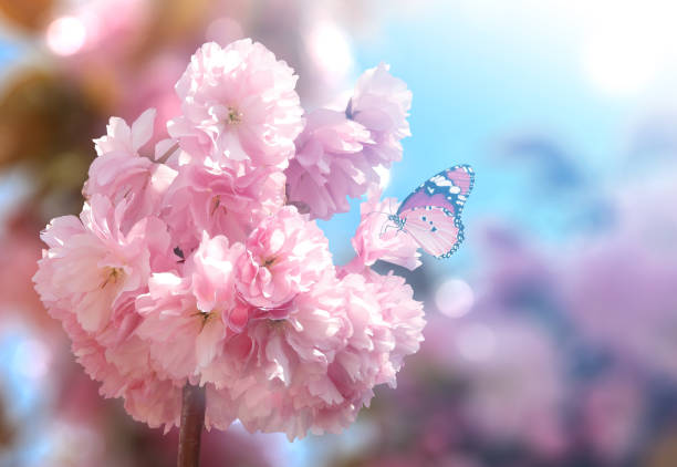 istock Beautiful blooming pink cherry blossom 1145554523