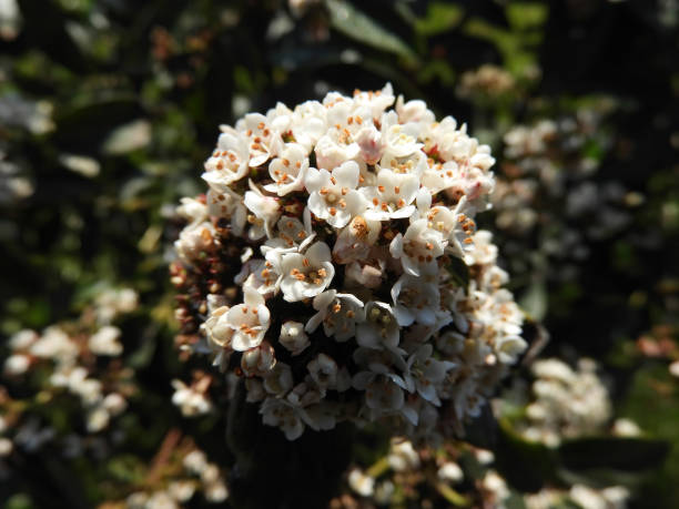 istock white flower common yarrow close up photo 1145555187