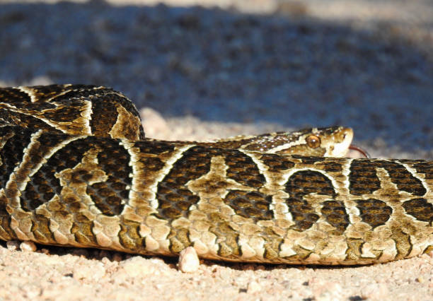 istock Cobra Urutu Cruzeira 1145559167