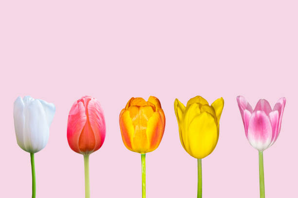 istock Various Colorful tulips flower in the field with white Cloud and blue sky 1145559237