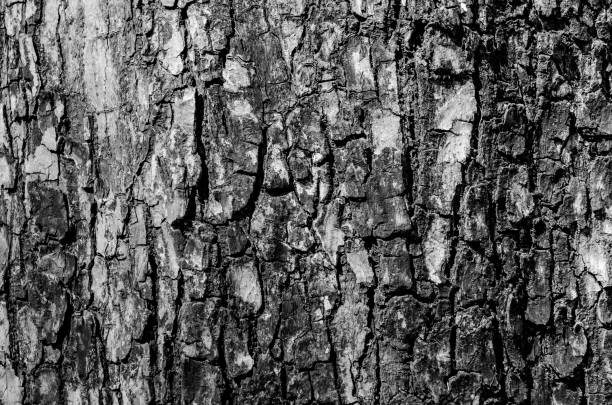 textura de corteza en blanco y negro y patrón de corteza - wood circular saw dirty old fotografías e imágenes de stock