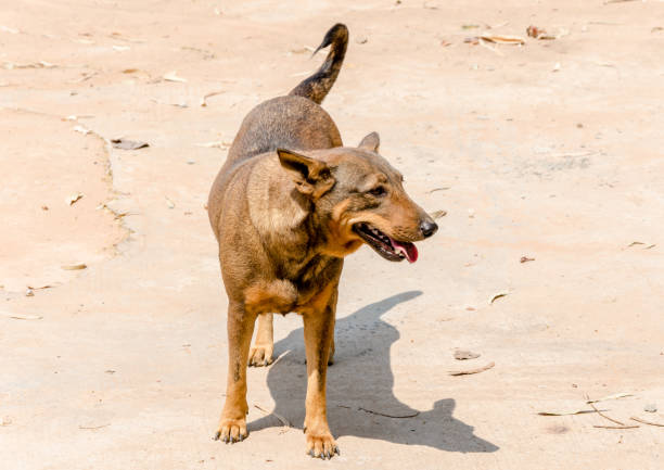 street brown dog on the street