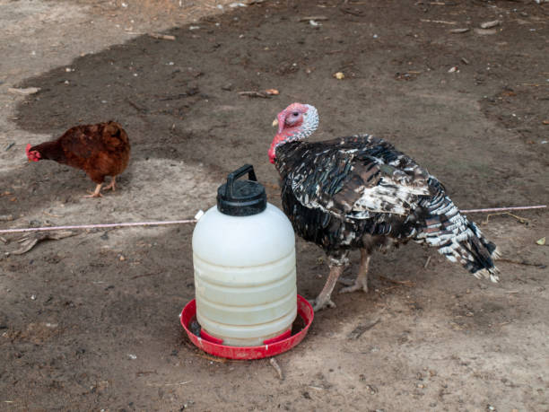 istock Male Turkey at waterer with chicken hen 1145565282