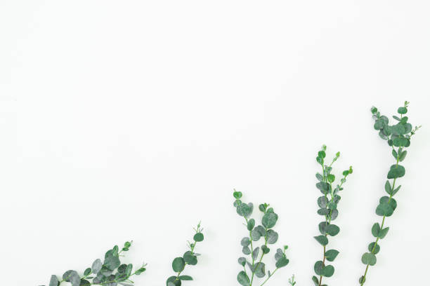 istock Floral composition with eucalyptus branches on white background. Flat lay, top view 1145567588