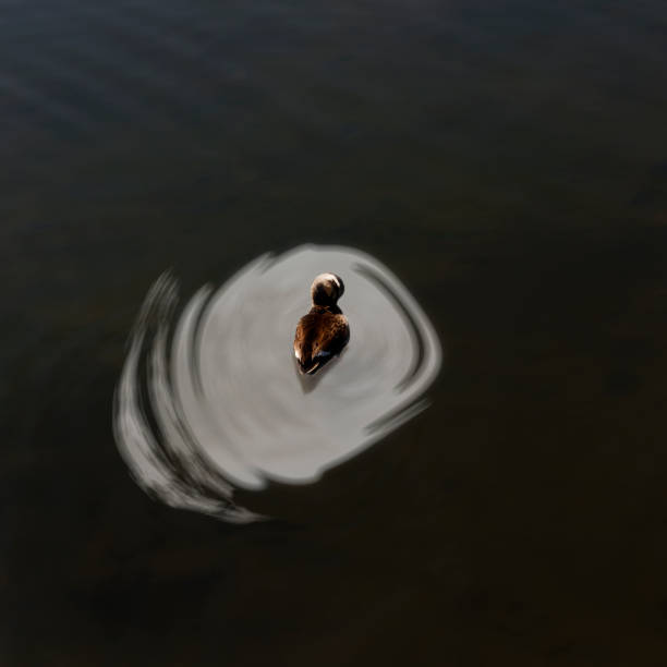 Female mallard duck sleeping with the moon reflected in the pond.