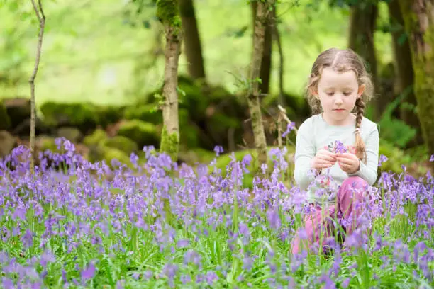 Young girl happy laughing picking bluebell flowers outside in spring summer forest woodland uk