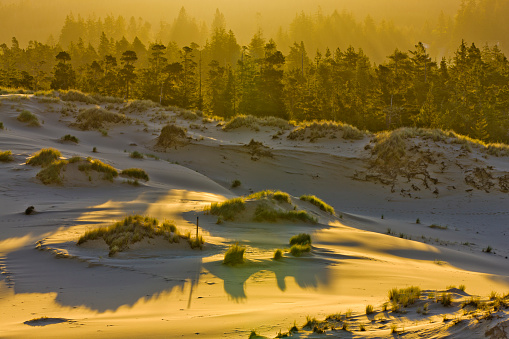 Sand scapes in the Oregon Dunes National Recreation area