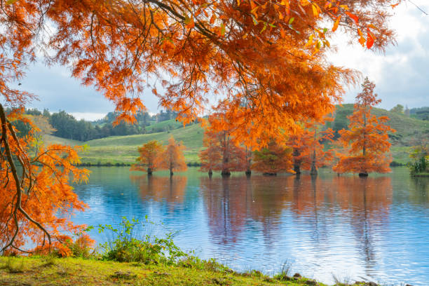 Late afternoon autumn colors over lake at McLaren Falls Park in Kaimai mountain range Tauranga.
