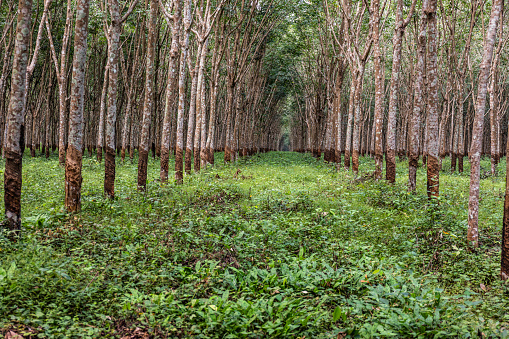Cambodian rubber plantation
