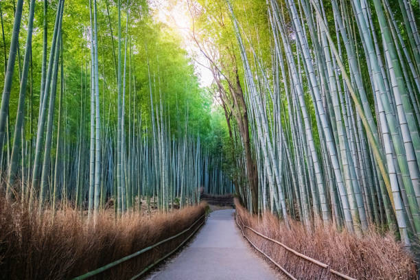 arashiyama bamboo forest kyoto japan - growth tree spirituality tranquil scene imagens e fotografias de stock