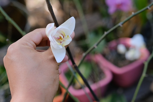 The blooming period of orchids