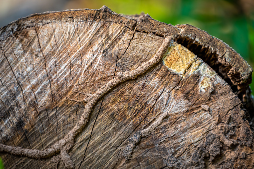 Close focus on surface of cut tree in tropical forest cover by termite nest.