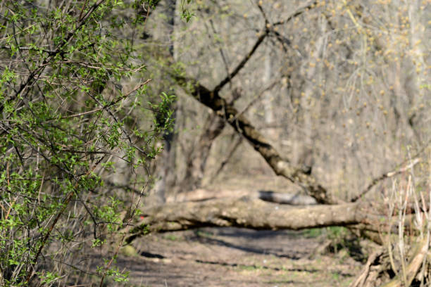 Fresh young leaves in the spring forest on a sunny day
