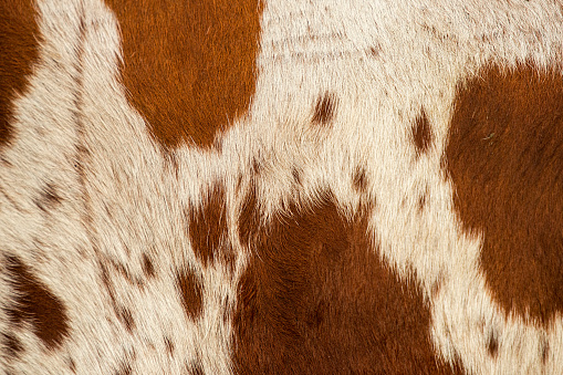 Patrón de un cuero de toro de Longhorn. photo