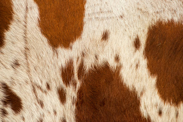 istock Pattern of a Longhorn bull cowhide. 1145574322
