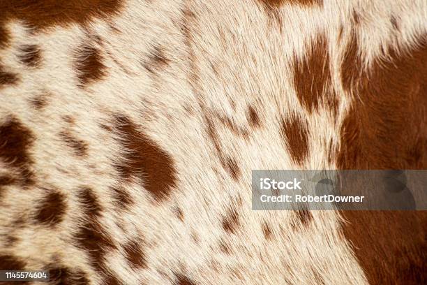 Pattern Of A Longhorn Bull Cowhide Stock Photo - Download Image Now - Australia, Close-up, Cow