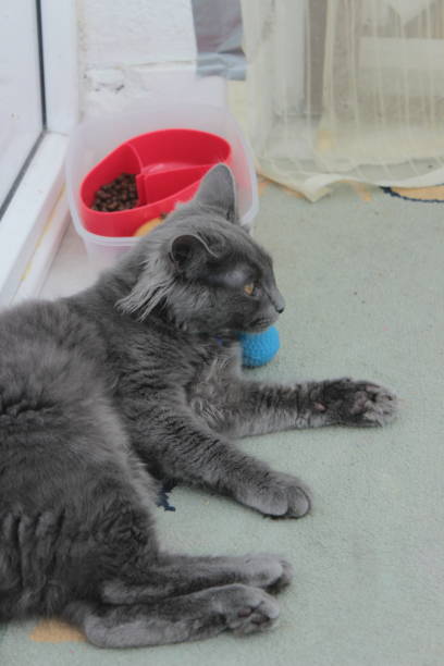 istock Male Blue Russian Kitten Cat 1145574925