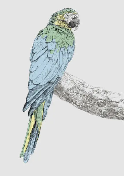 Vector illustration of Macaw Parrot