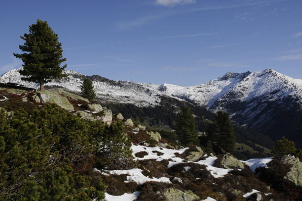 istock Tree on the Isskogel near Gerlos 1145577418