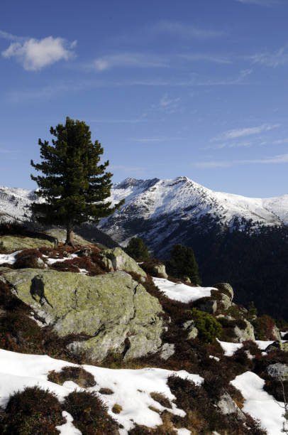 istock Tree on the Isskogel near Gerlos 1145578472