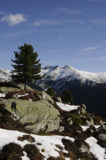 istock Tree on the Isskogel near Gerlos 1145578492