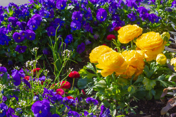 istock colorful springtime city flowers at eastern 1145578799