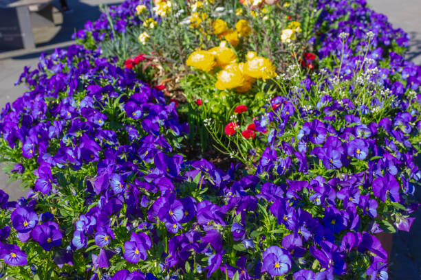 istock colorful springtime city flowers at eastern 1145578818