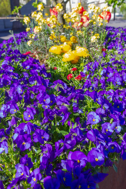 istock colorful springtime city flowers at eastern 1145578847
