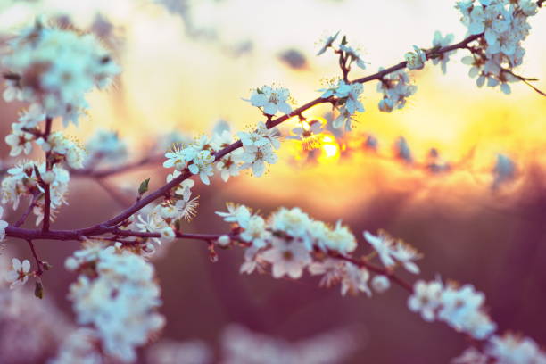 istock white flowers of apple cherry tree spring background 1145581067