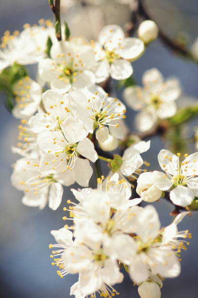 istock white flowers of apple cherry tree spring background 1145581809