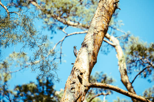 woodpecker bird at tree - woodpecker major wildlife nature imagens e fotografias de stock