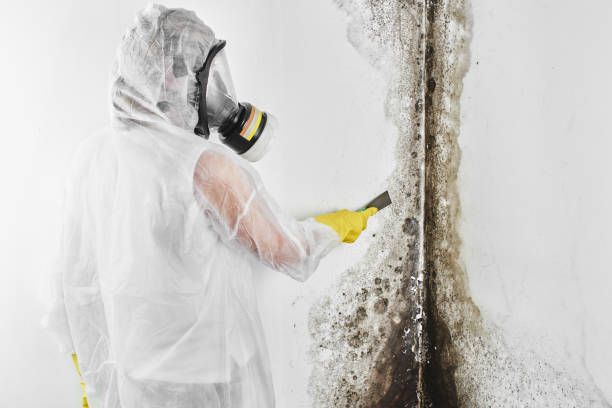 un disinfettante professionale in tuta elabora le pareti dalla muffa con una spatola. rimozione di funghi neri nell'appartamento e nella casa. aspergillo. - rimuovere foto e immagini stock