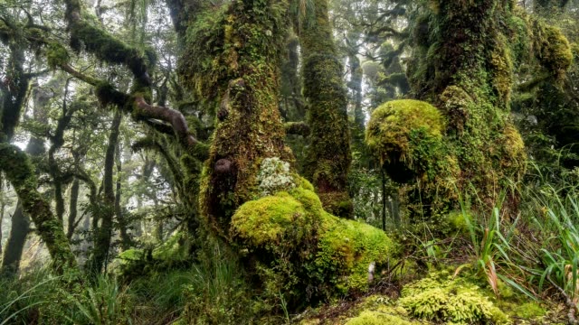 Beauty of green primeval forest nature in New Zealand mountains